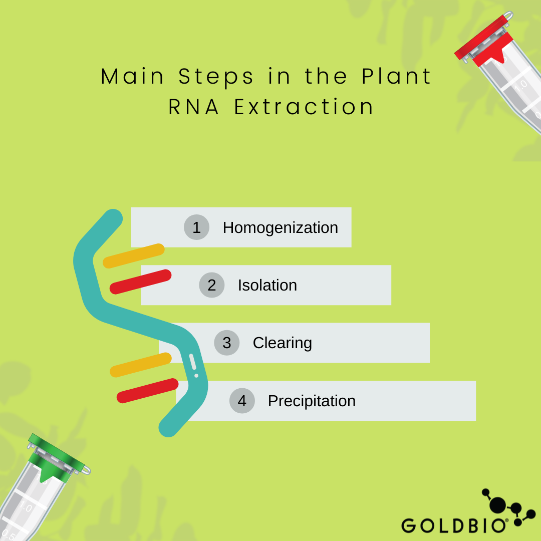 Plant RNA Extraction Overview Methods, Tips, Steps and More GoldBio
